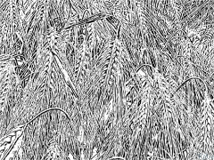 barley Printable Coloring Nplooj Ntawv